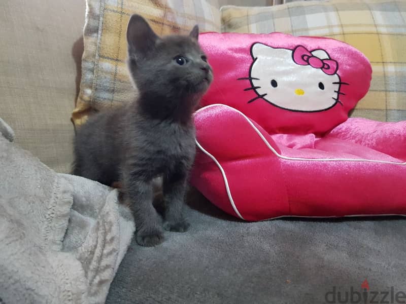 Whatsapp me +96555207281 Russian Blue kittens for sale 2