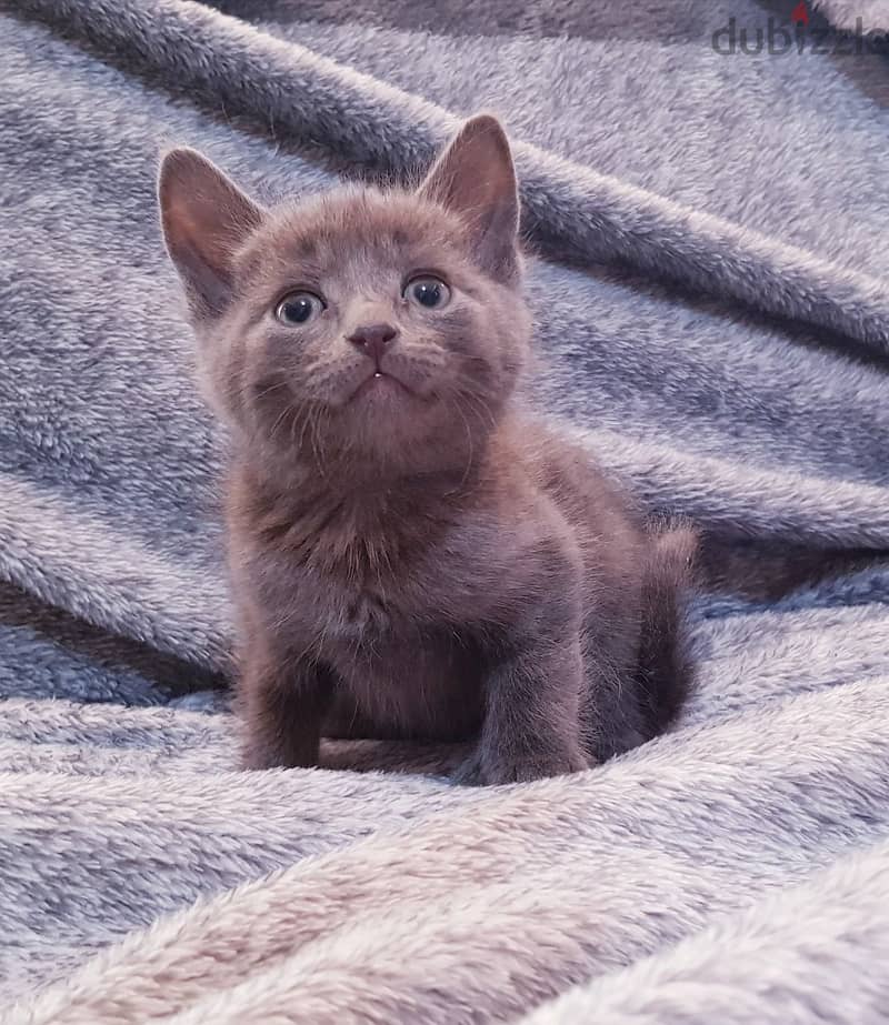 Whatsapp me +96555207281 Russian Blue kittens for sale 3