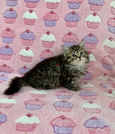 Whatsapp me +96555207281 Siberian kittens for sale