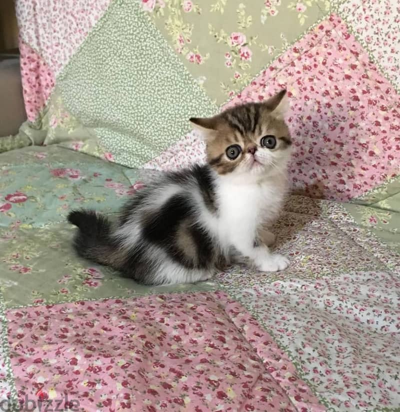 Whatsapp me +96555207281 Exotic Shorthair kittens for sale 0