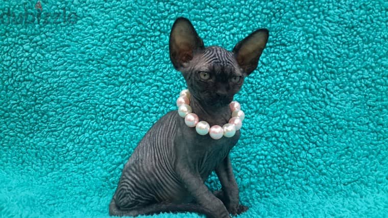 Whatsapp me +96555207281 Sphynx kittens for sale 0