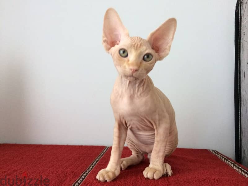 Whatsapp me +96555207281 Sphynx kittens for sale 1