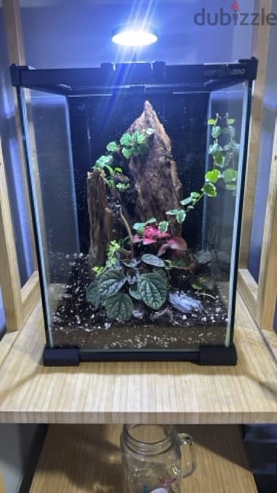 planted tank