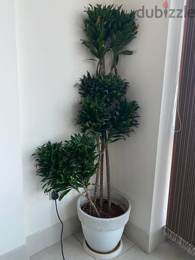 Home Plant