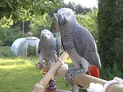 Whatsapp me +96555207281 African Gray parrots for sale