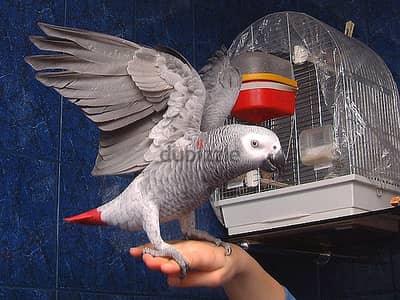 Whatsapp me +96555207281 Two Healthy African Gray parrots for sale