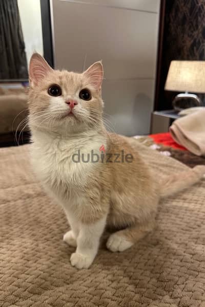 british short hair mix kitten for adoption