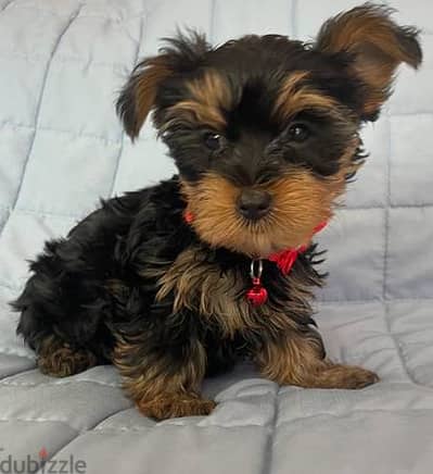 **Adopt a Charming Yorkie Puppy!**