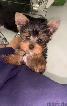 **Adopt a Charming Yorkie Puppy!** 1