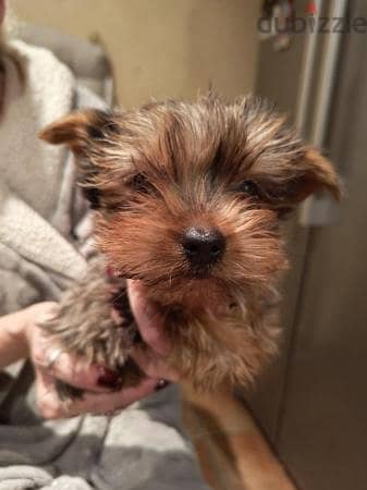 **Adopt a Charming Yorkie Puppy!** 2