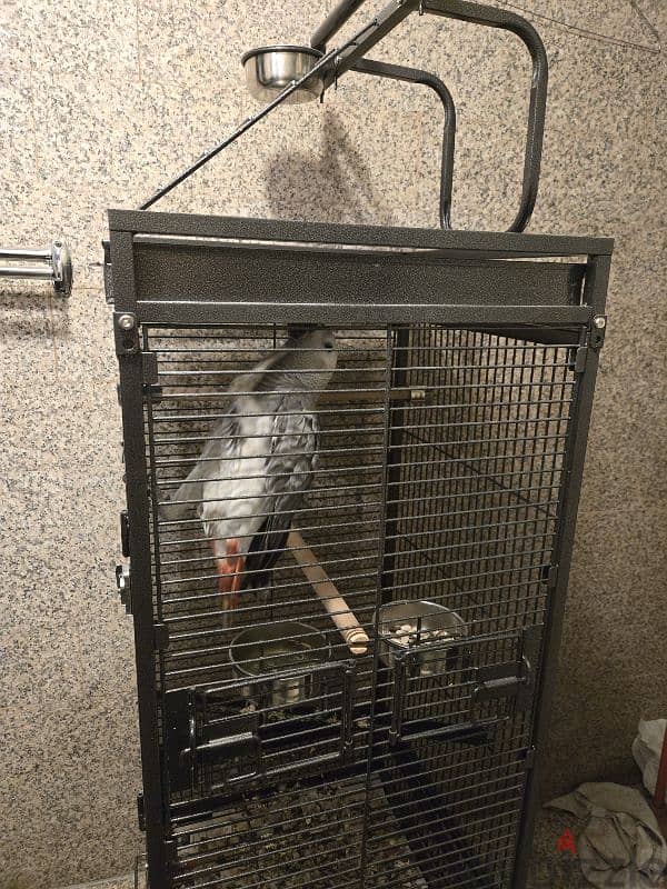 African gray for sale 1