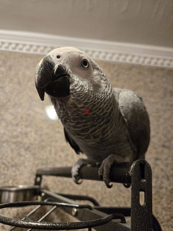 African gray for sale 2