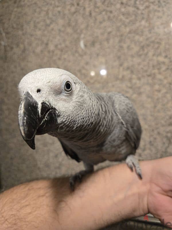 African gray for sale 3