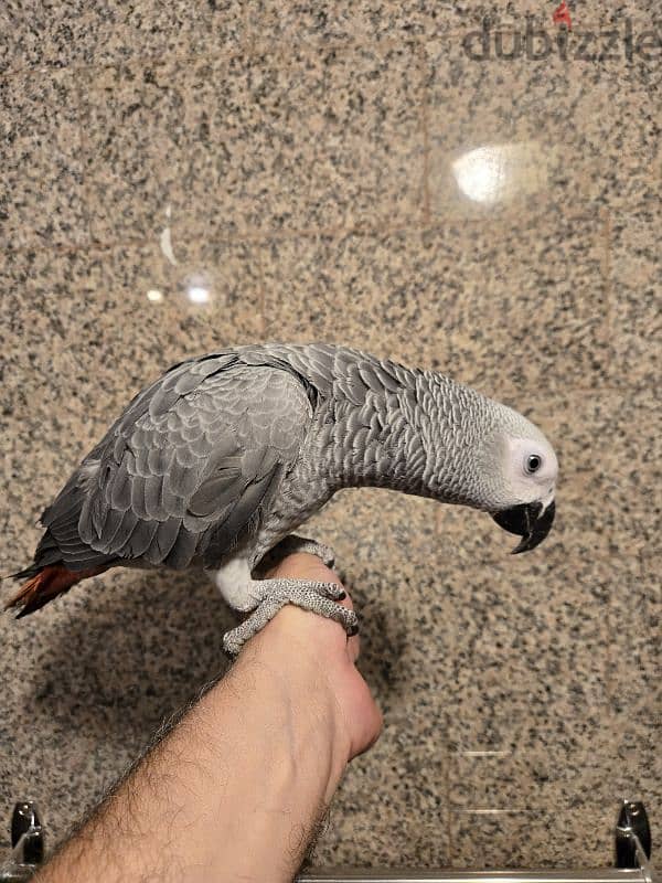 African gray for sale 4