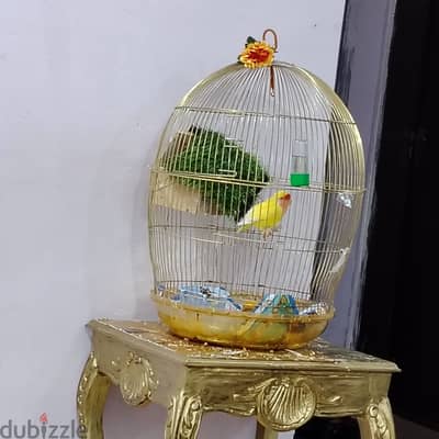 Big golden cage