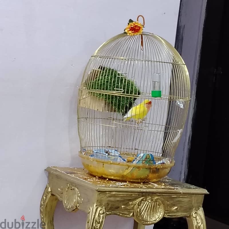 Big golden cage 0