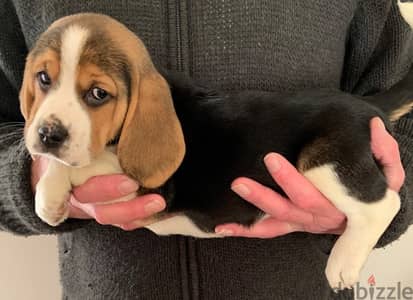 Whatsapp me +96555207281 Beagle puppies for sale