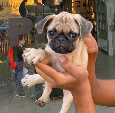 Whatsapp me  +14847189164 Pug puppy for sale