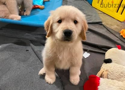 Whatsapp me  +14847189164 Golden retriever for sale