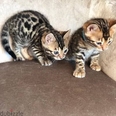 Whatsapp me  +14847189164 Male and female Bengal for sale