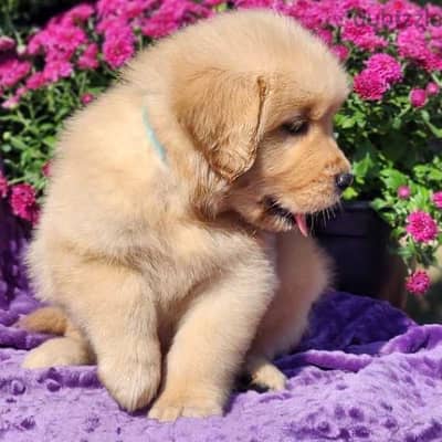 WhatsApp me ‪ +19087684279‬ Golden Retriever puppy for sale