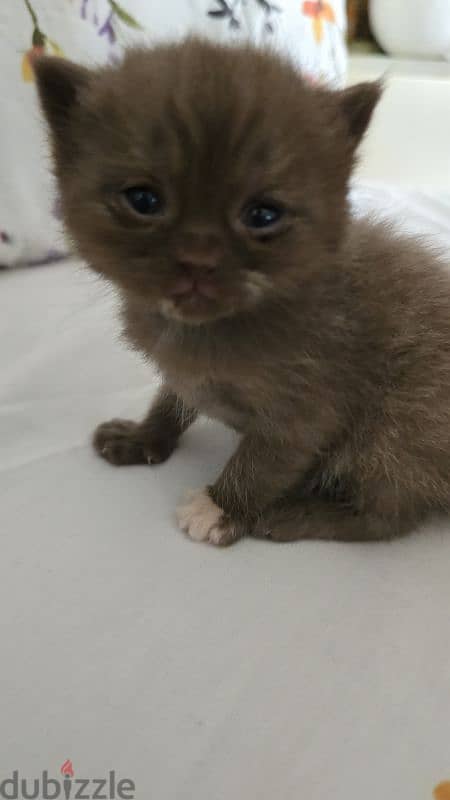 kittens available 2