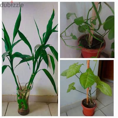 Indoor plants for home decor with pot and vase