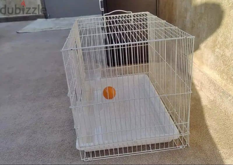 switz puppy with cage 3