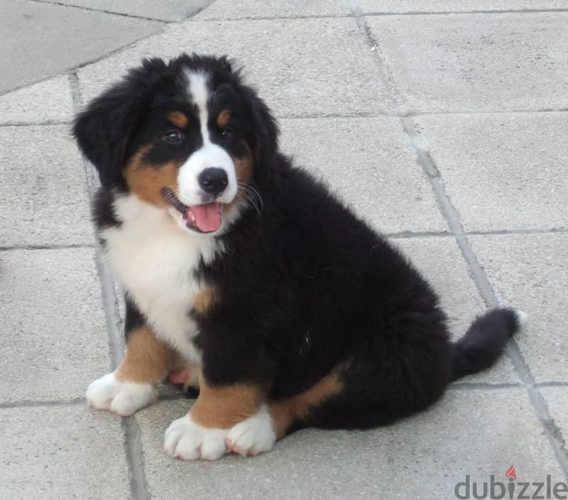 Whatsapp me +96555207281 Bernese Mountain puppies for sale 1