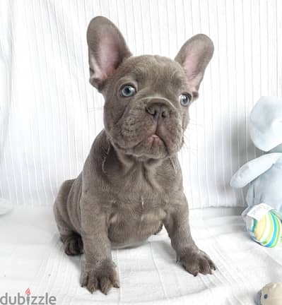 Whatsapp me +96555207281 French Bulldog puppies for sale