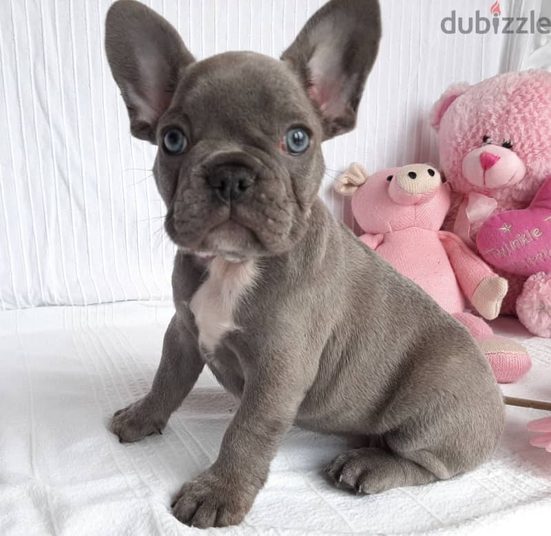 Whatsapp me +96555207281 French Bulldog puppies for sale 1