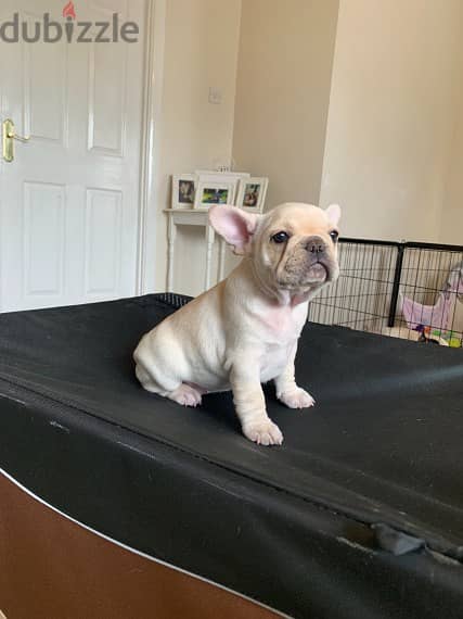 Whatsapp me +96555207281 French Bulldog puppies for sale 2