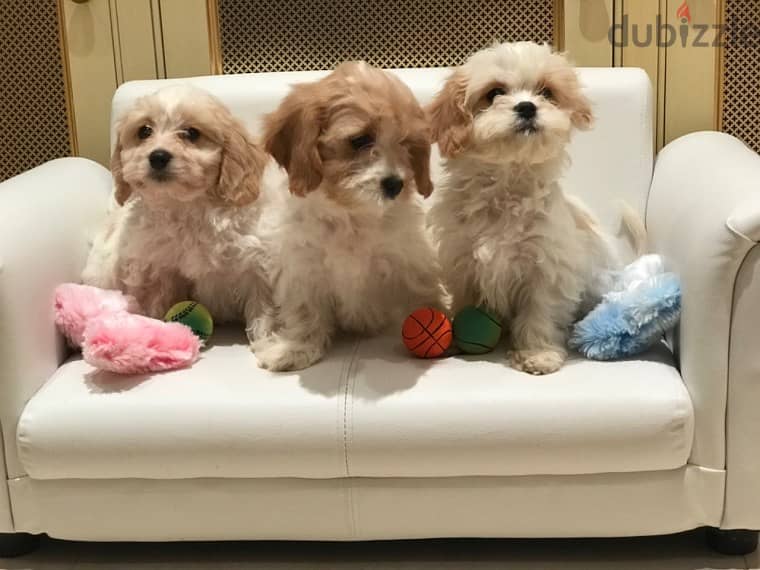 Whatsapp me +96555207281 Cavachon puppies for sale 0