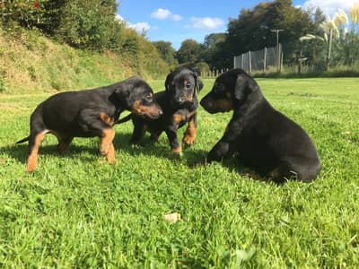 Whatsapp me +96555207281 Doberman Pinscher  puppies for sale