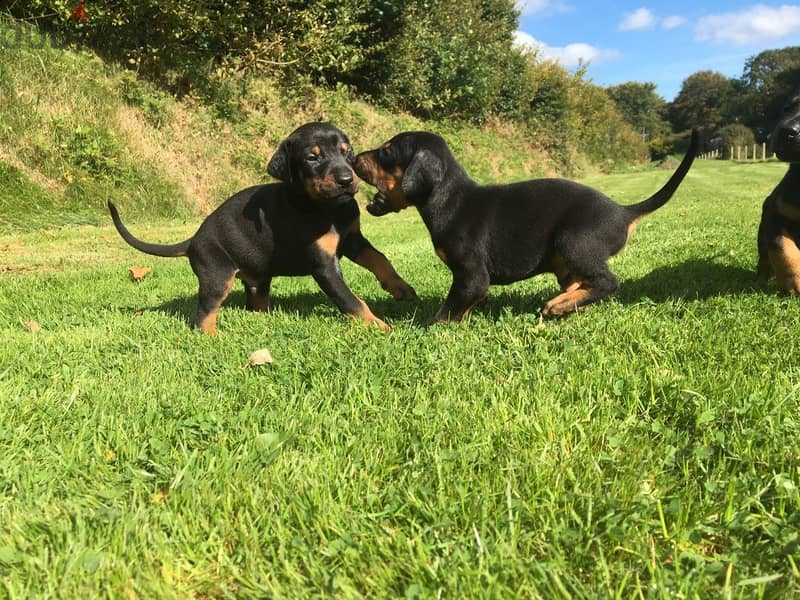 Whatsapp me +96555207281 Doberman Pinscher  puppies for sale 1