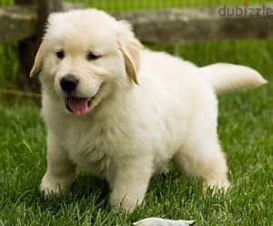 Whatsapp me +96555207281 Golden Retriever  puppies for sale