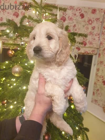 Whatsapp me +96555207281 Goldendoodle puppies for sale