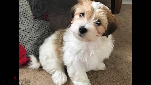 Whatsapp me +96555207281 Havanese  puppies for sale