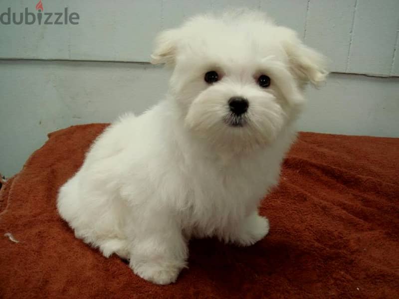 Whatsapp me +96555207281 Maltese puppies for sale 1