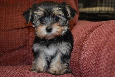 Whatsapp me +96555207281 Morkie  puppies for sale