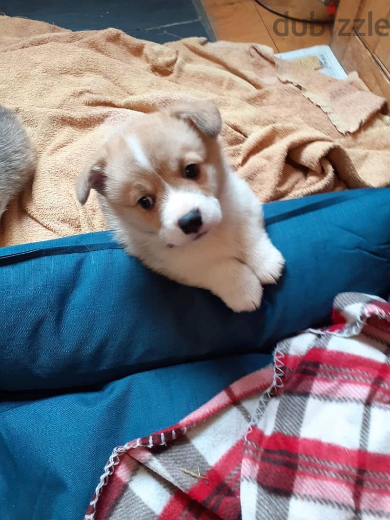 Whatsapp me +96555207281 Pembroke Welsh Corgi  puppies for sale 1