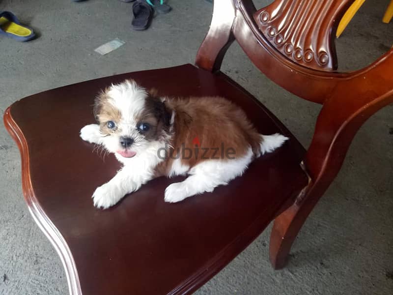 Whatsapp me +96555207281 Shih Tzu puppies for sale 1