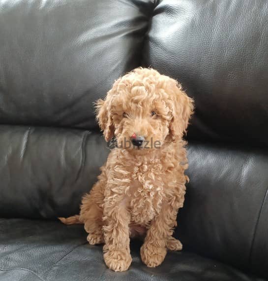 Whatsapp me +96555207281 Toy poodle puppies for sale 1