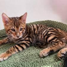 Whatsapp me +96555207281  Toyger  kittens for sale