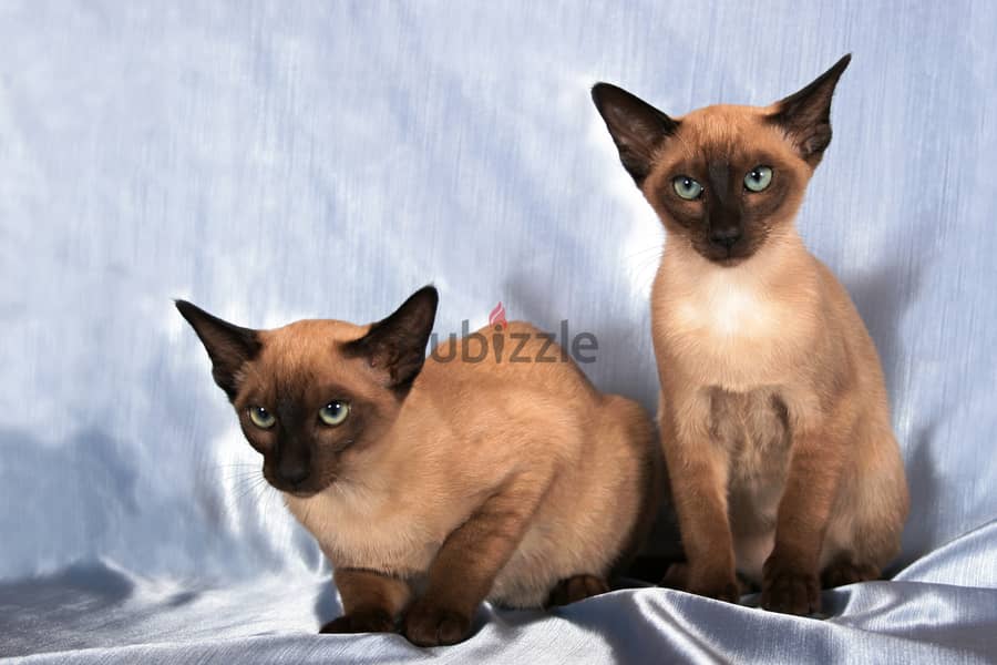 Whatsapp me +96555207281 Tonkinese kittens for sale 1