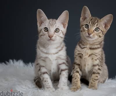 Whatsapp me +96555207281 Ocicat kittens for sale