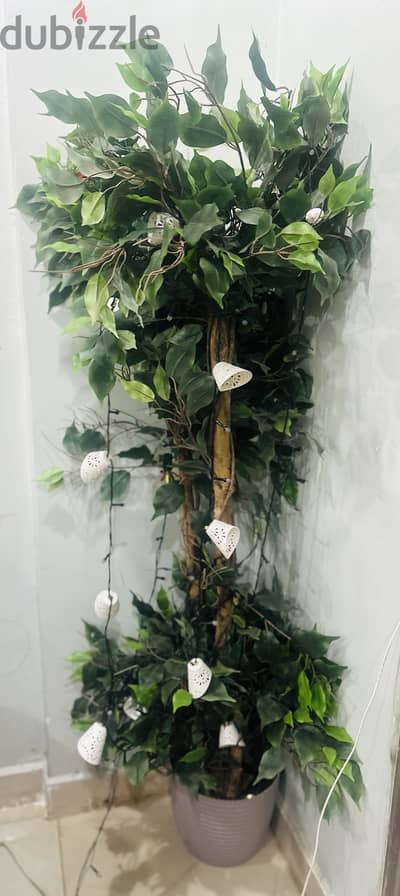 decoration plant for sale