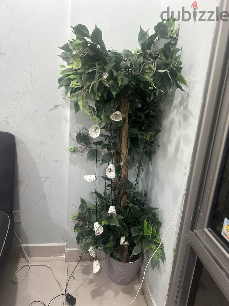 decoration plant for sale 1