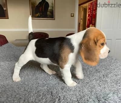 Whatsapp Me +966583921348 Beagle Puppies