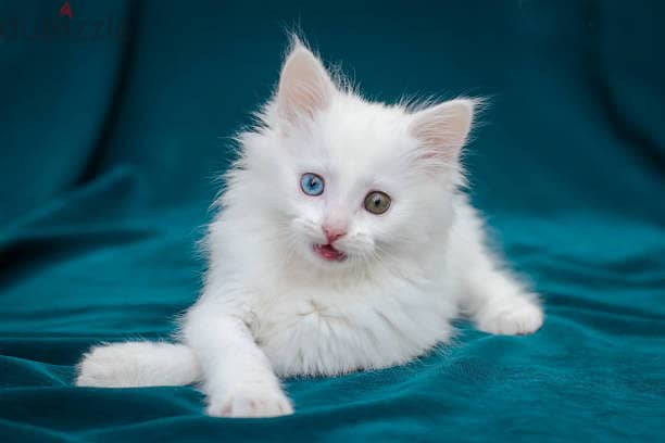 Whatsapp me +96555207281 Turkish Angora kittens for sale 0